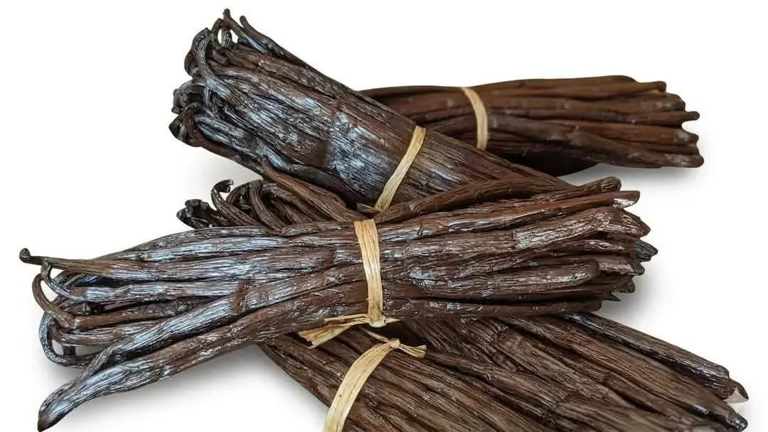 Ikatan batang vanilla beans kering MONDU