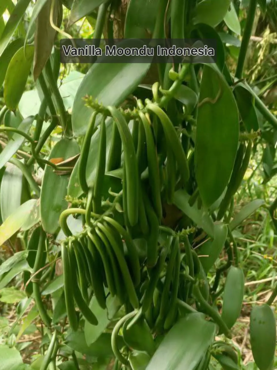 Rumpun buah vanili hijau pada tanaman di kebun