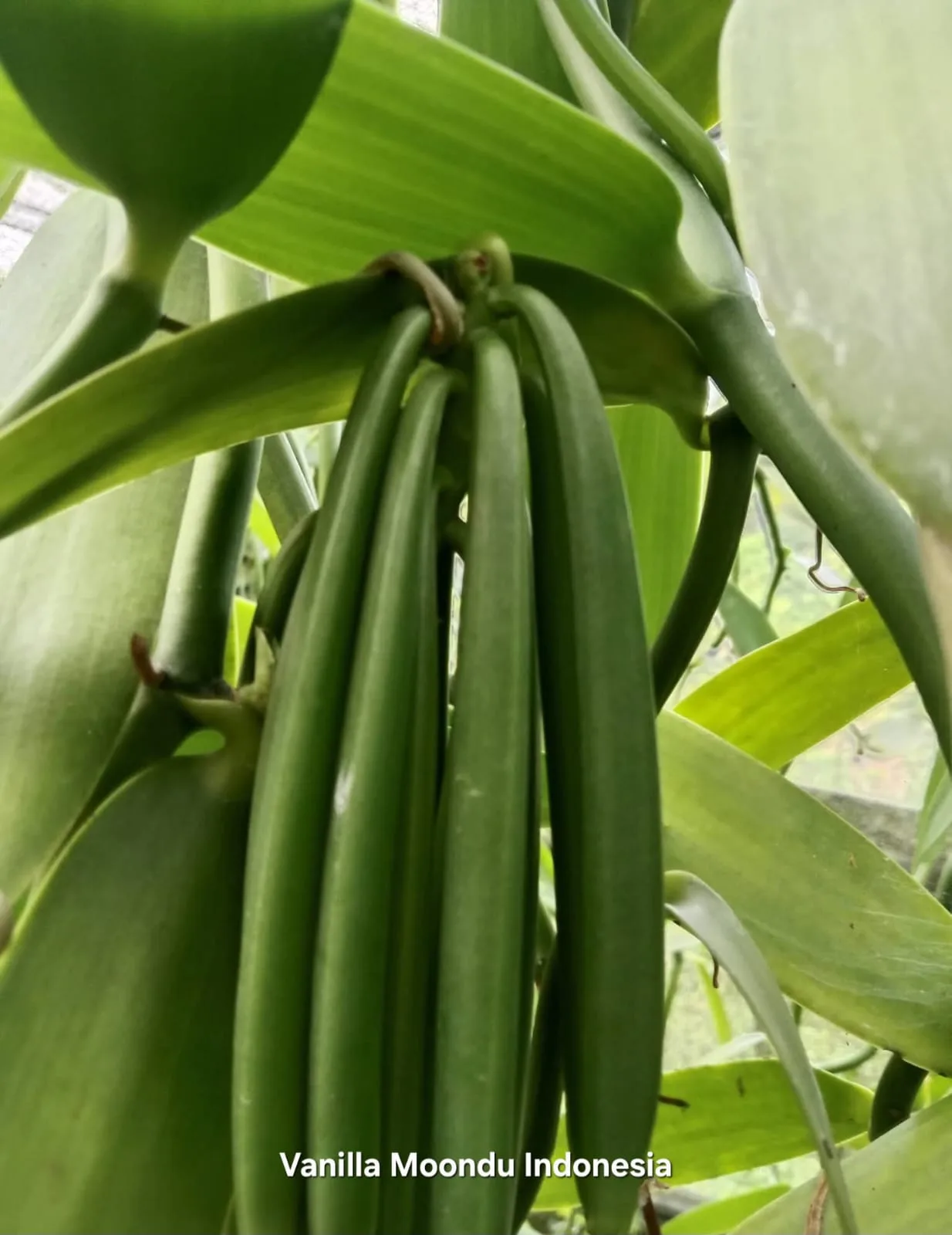 Detail permukaan buah vanili