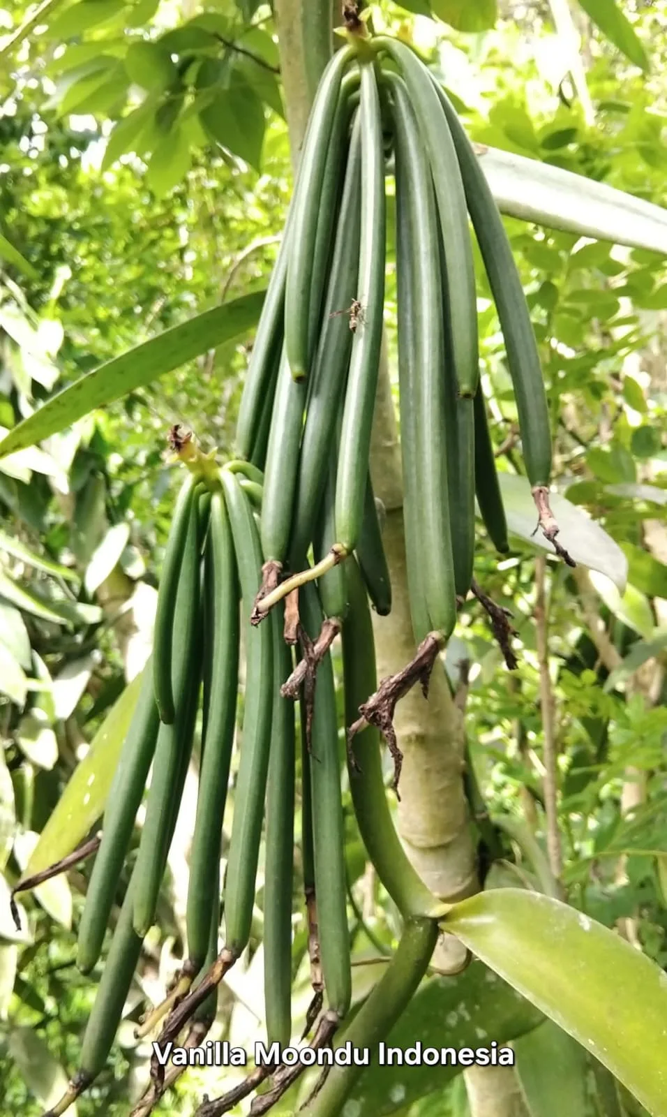 Buah vanili hijau tumbuh pada sulur tanaman